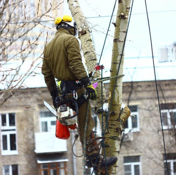 Константин:  Удаление, спил, обрезка дерева в Пушкино и Пушкинском районе