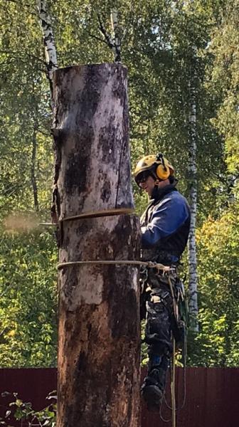 Владимир:  Услуги специалиста по обрезке,удалению деревьев частями