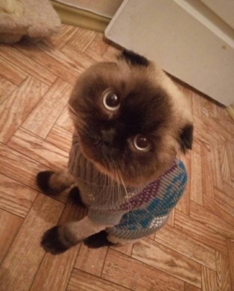 Стрижка кошек