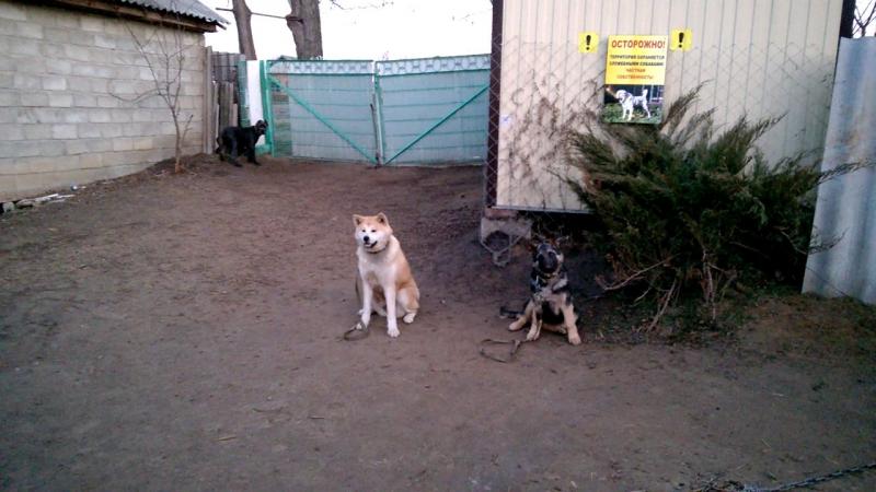 Вячеслав: Дрессировка собак 