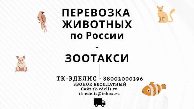 Ваш Логист:  Перевозка животных Краснодар