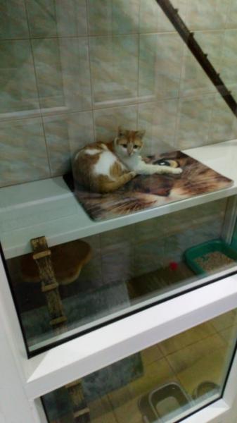 Ирина:  Гостиница люкс для котиков и кошечек