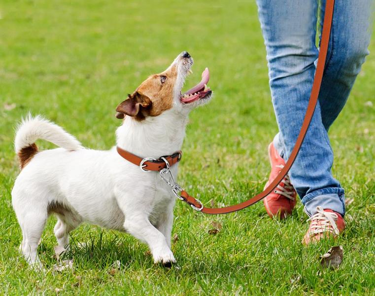 SpetsApp:  Выгул собак в любое удобное для вас время