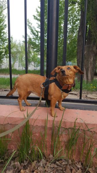 Оксана:  Выгул и стандартная дрессировка собак 