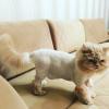 Сколько стоит подстричь когти кошке в коломне