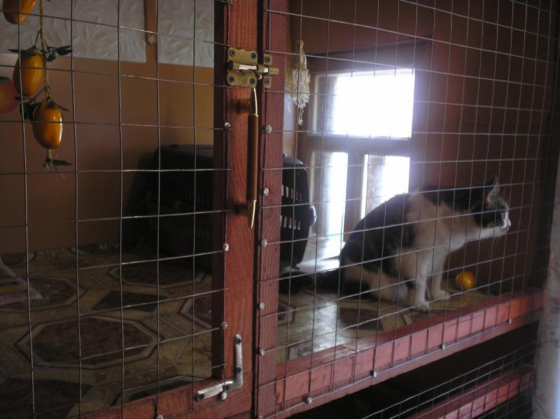 Евгения:  Гостиница для кошек и мелких пород собак