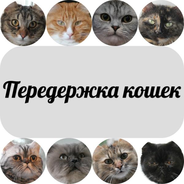 Вячеслав:  Домашняя передержка кошек (никаких клеток)