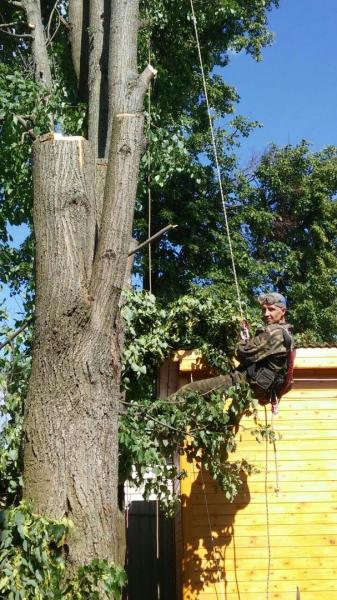 Альпинист-лесоруб:  спилить дерево в александрове