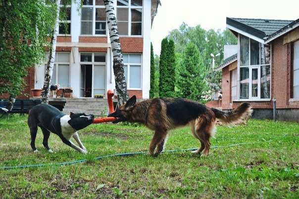 Кристина:  Загородная передержка собак всех пород