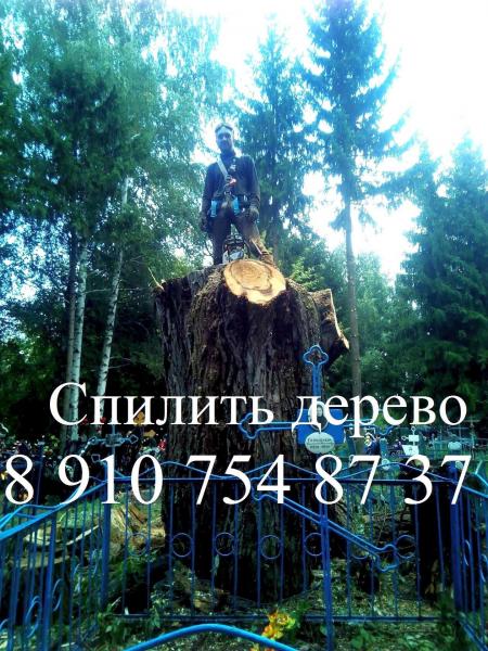 Михаил Хацицев:  спил деревьев