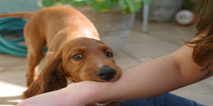 Надежда: Индивидуальное обучение собак с выездом на дом