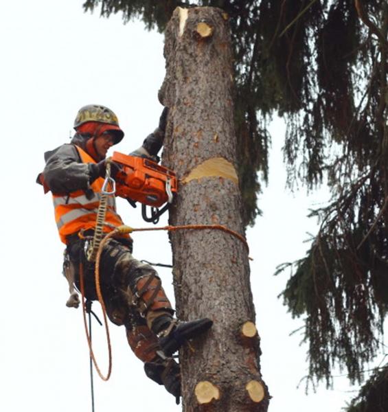 Мастер Профи:  Спил деревьев и обрезка веток