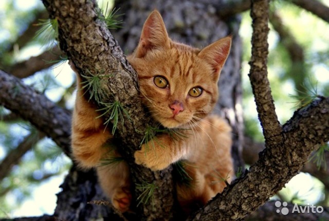Александр Джум:  Снятия кошки с дерева