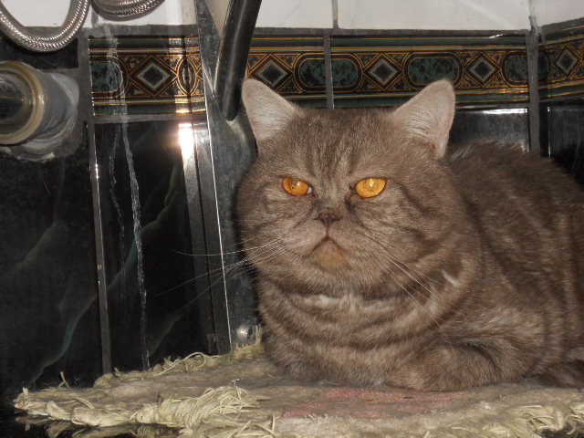 ирина:  шотландский кот для вязки