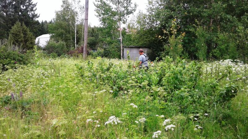 Кирилл:  Покос травы бензиновым триммером в Дмитрове, Талдоме, Дубне.