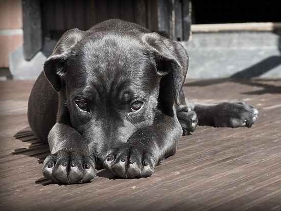 Кира: Дрессировка собак любых пород