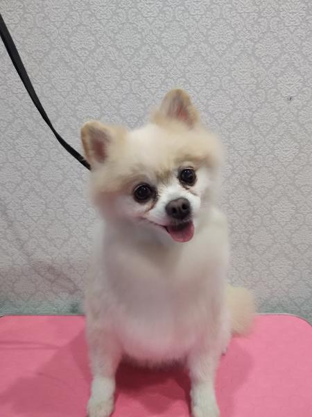 щенок выскочил на улицу приветливо помахивая. собака озерск. собака озерск. собака озерск. собака озерск.