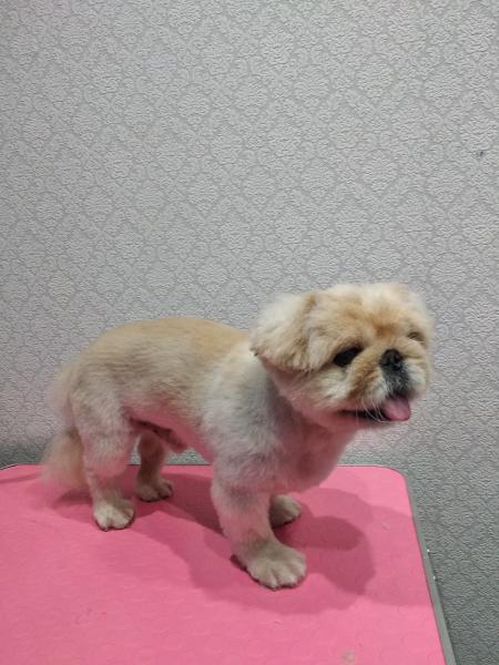 приют для собак внутри. приют для собак в озерске калининградской области. приют для собак в озерске челябинской области. собака озерск. собака озерск.