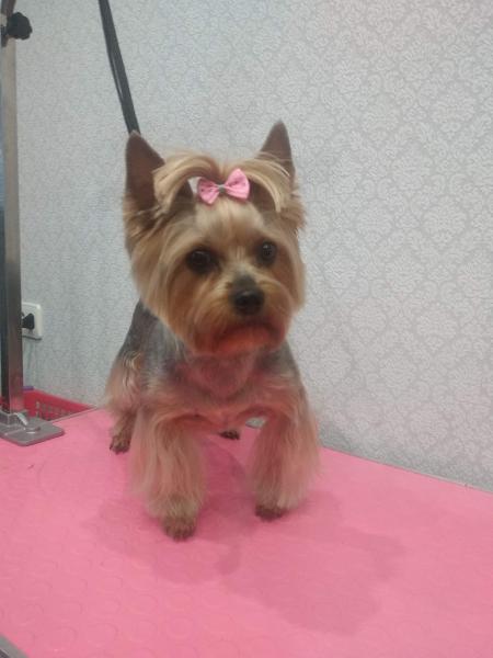 логотип кинологического клуба. приют для животных, город озёрск. собака озерск. собака озерск. собака озерск.