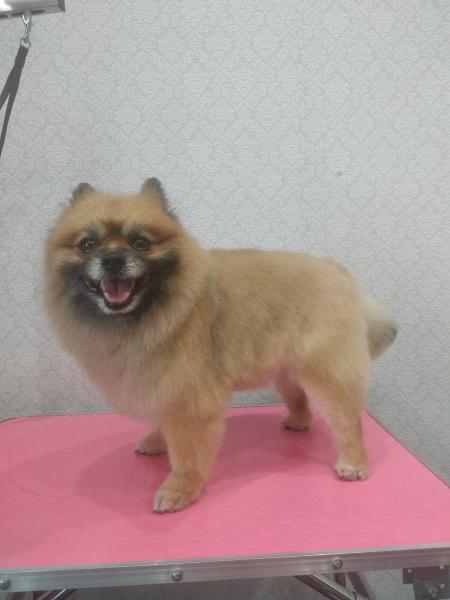 озерск собаки защитные. общество собаководов. собака озерск. озёрск щенки. собака озерск.