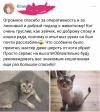 Сколько стоит подстричь кошку самара