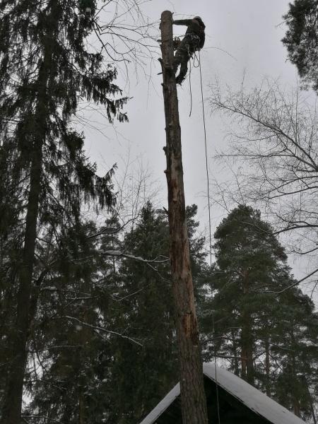 Александр:  Обрезка, удаление, спил и вырубка деревьев в Волоколамске