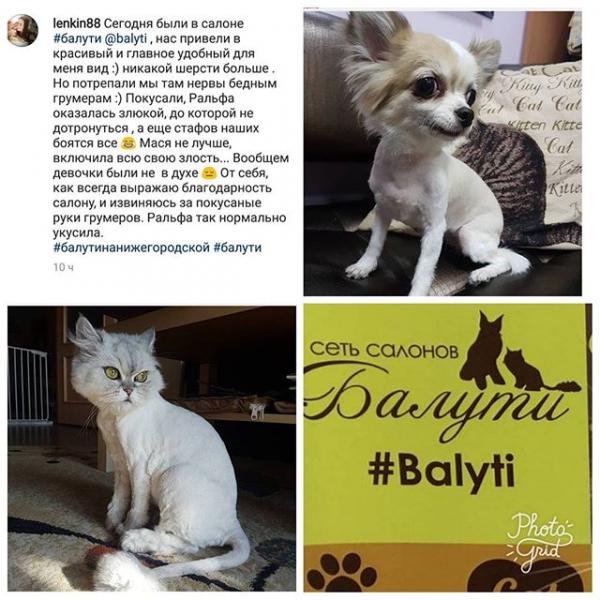 Зоосалон Балути:  Зоострижка котов, кошек. Выставочный груминг кошек. Вычесывание во время линьки