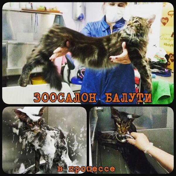 Зоосалон Балути:  Зоострижка котов, кошек. Выставочный груминг кошек. Вычесывание во время линьки