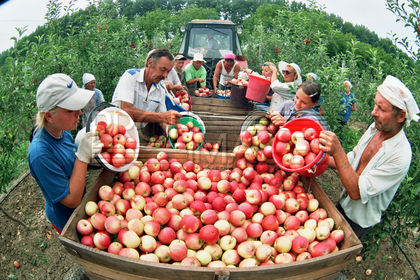 Татьяна:  Сбор яблок