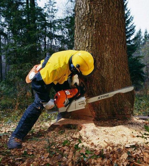 Вадим:  Расчистка участков и удаление деревьев