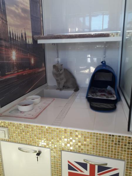 Муркина Дача:  Специализированная гостиница для кошек, передержка кошек