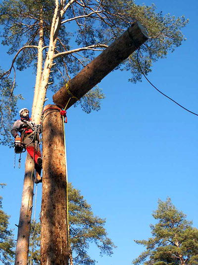 Арбарист:  Спил, удаление аварийных деревьев