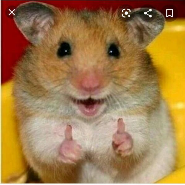 Домашняя передержка.хомячков и кошечек