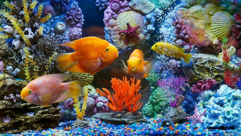 Андрей:  Обслуживание аквариумов