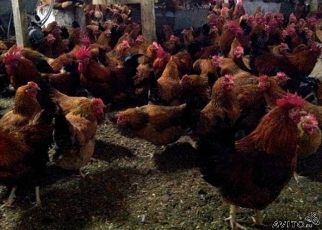 Доставка навоза