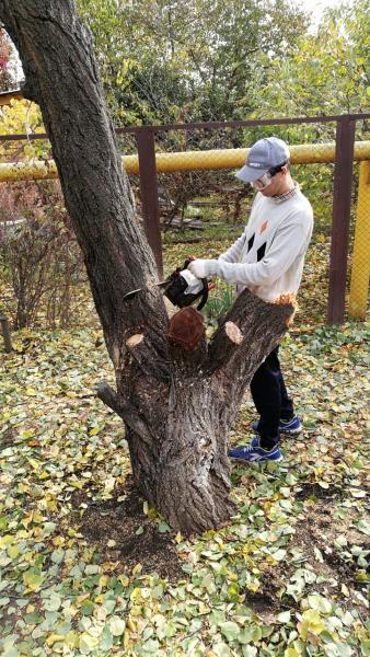 Олег:  Спил деревьев в Ростове
