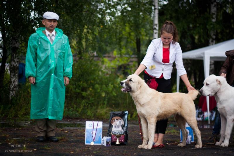 Валерия Зайкина:  Подготовка вашей собаки к выставкам