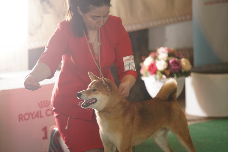 Galina: Дрессировка собак, подготовка и показ на выставках собак