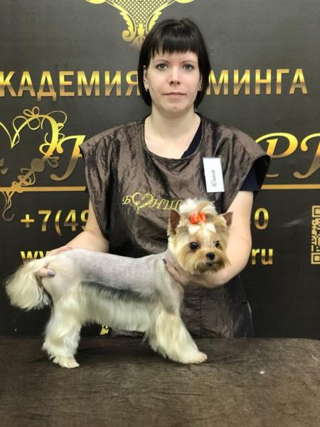 Юлия:  стрижка собак на дому