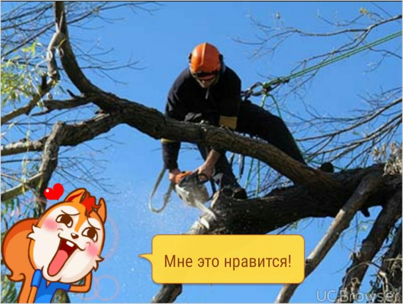 Сергей:  Спил деревьев.