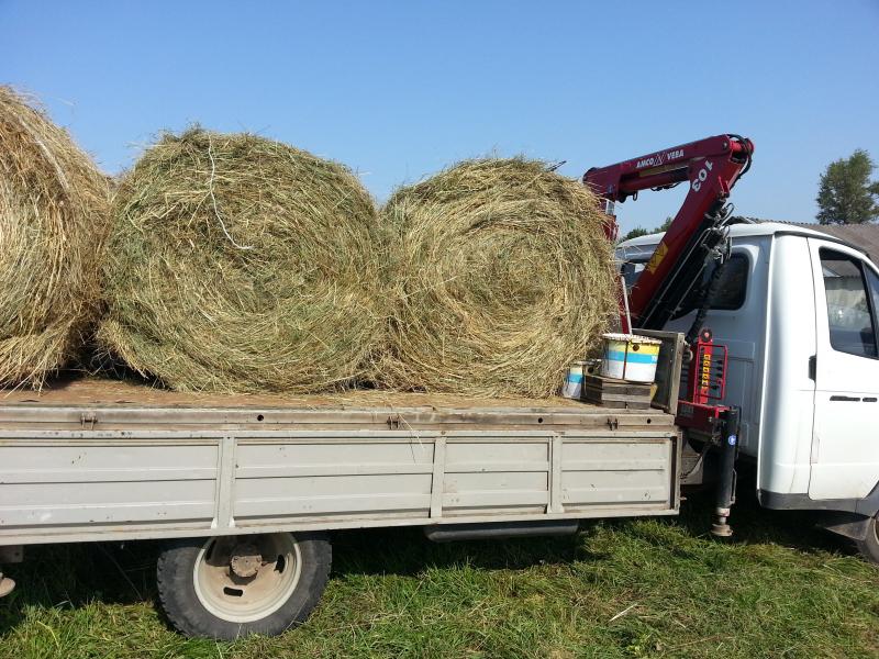 Дрова можайск. Рулон сена 500 кг. Газель сено. Рулоны сена на газели. Перевозка рулонов сена на газели