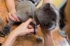 Сколько стоит подстричь когти кошке в саратове
