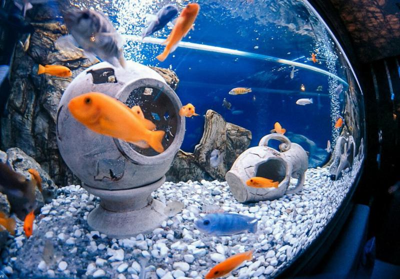 Сергей:  Оформление, запуск, обслуживание аквариумов в Крыму