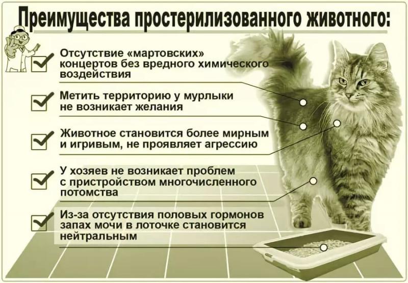 красницкая елена:  ветеринарные услуги и стрижка животных