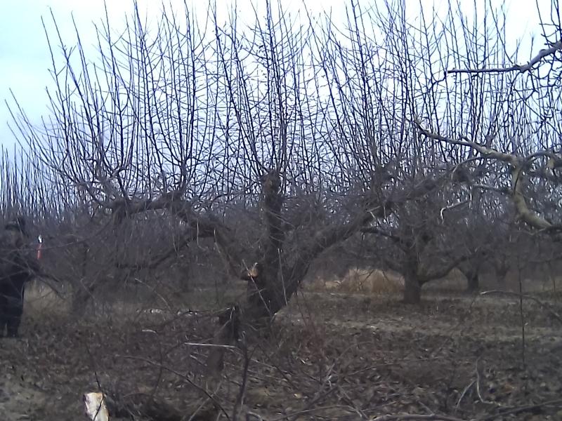 Андрей :  Обрезка и формировка плодовых деревьев,винограда