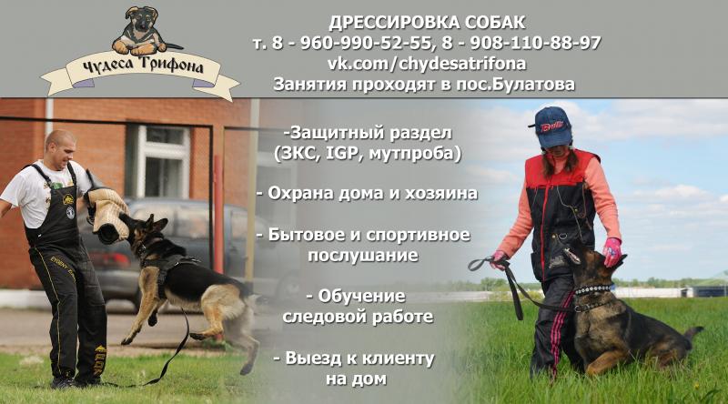 Марина:  Дрессировка собак в Омске