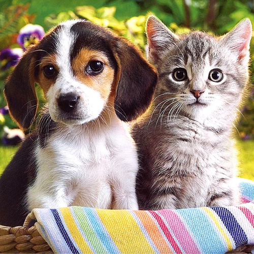 ООО «Пес и кот»:  Гостиница для домашних животных