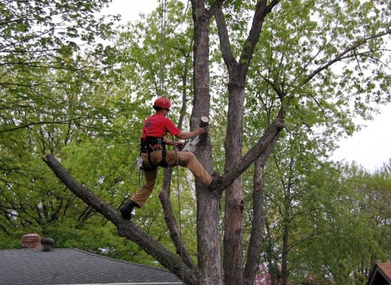 Истринский техник:  Удаление деревьев и ветвей на участке в Истринском районе