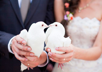 Сергей :  Выпуск белых голубей на свадьбу и любые торжества 