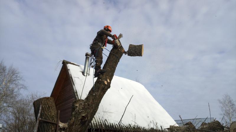 Александр:  Вырубка, обрезка и удаление деревьев в Щелково, арбористика
